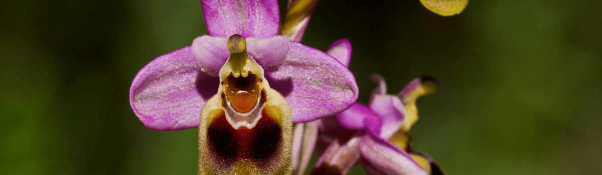 El jardín de las orquídeas. Pozán de Vero - Castillazuelo